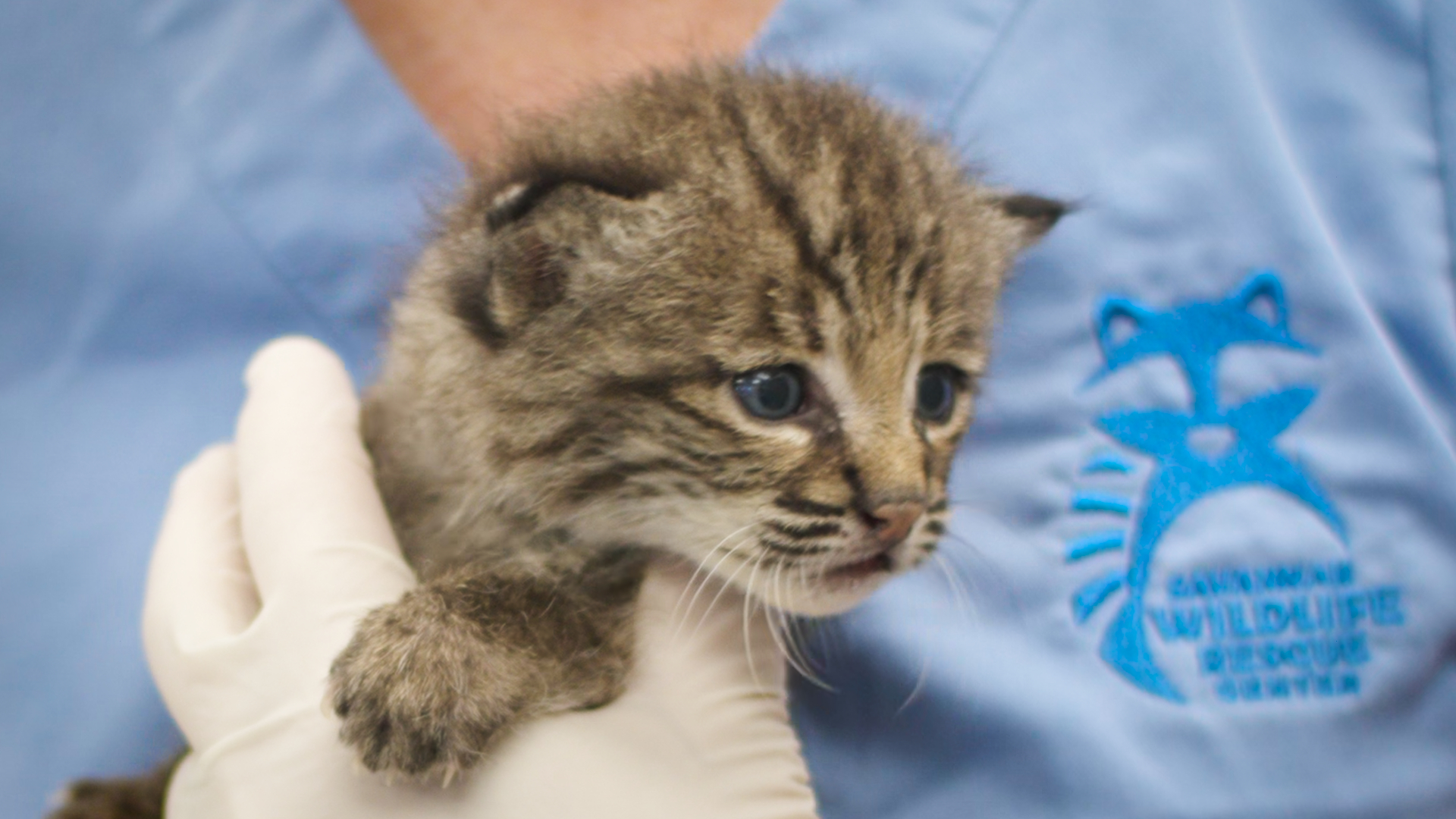 Savannah Wildlife Rescue Center 'Wild Night Out' 2025