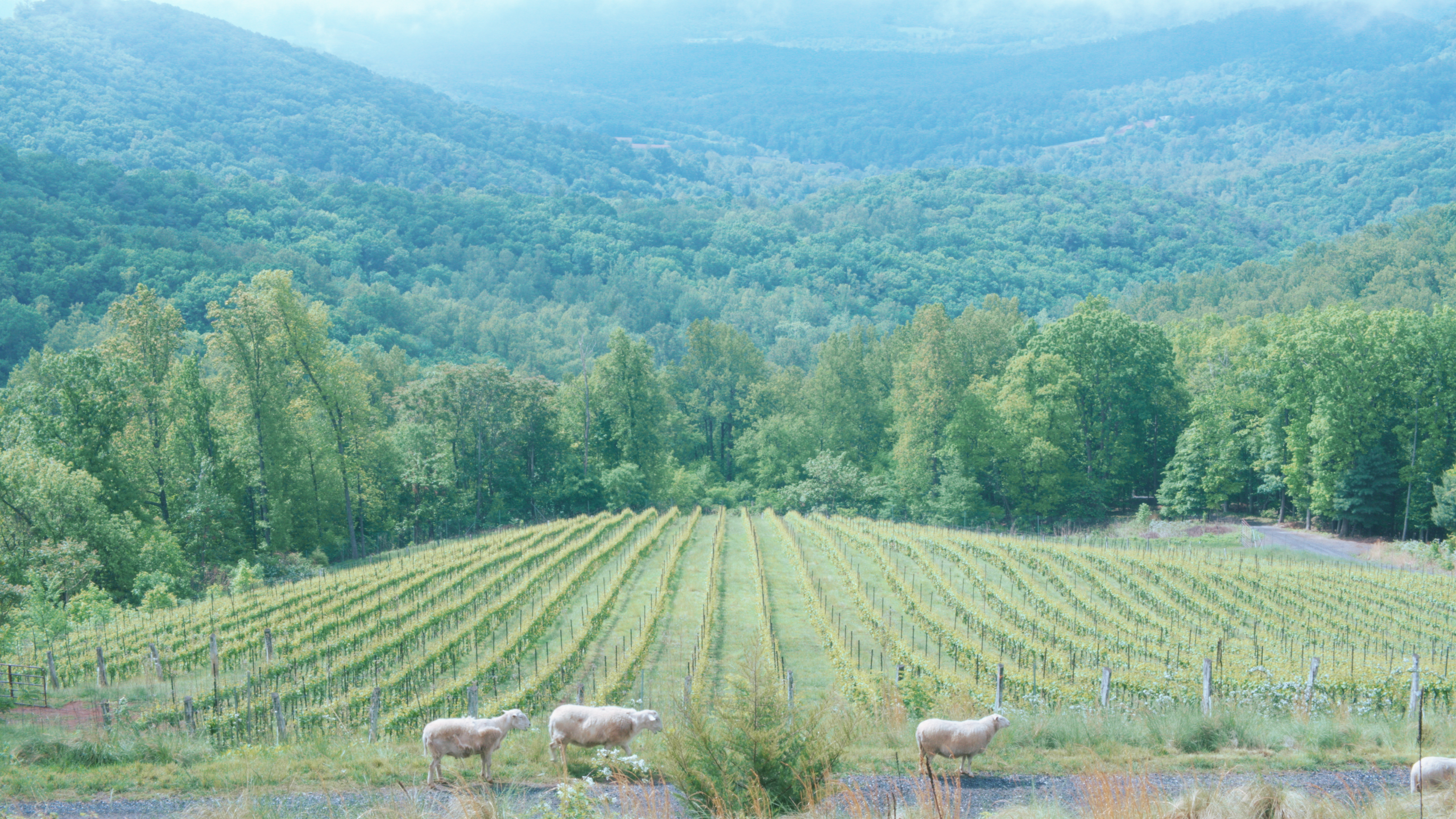 Cellar-On-The-Road: Ankida Ridge