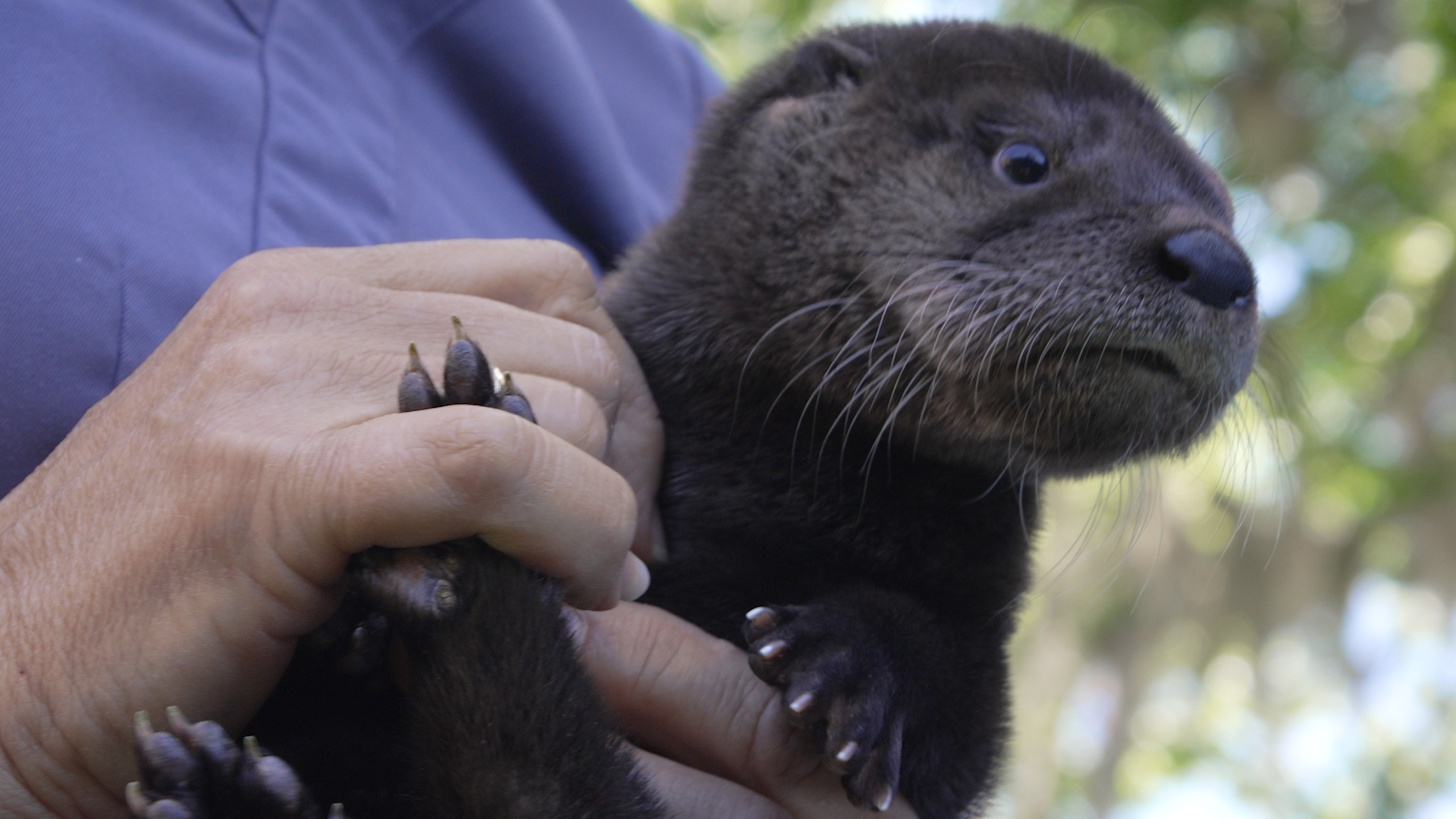 Savannah Wildlife Rescue Center 'Wild Night Out' 2023